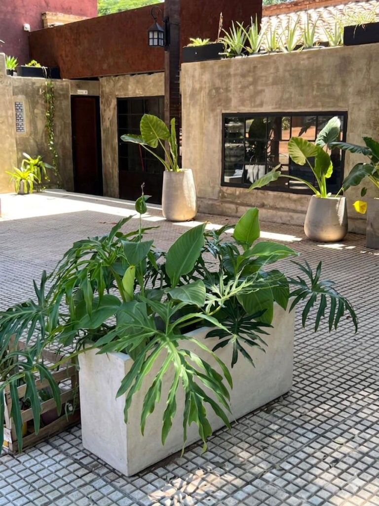 Monstera