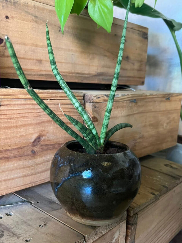 Sansevieria Cylindrica